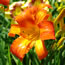 Hemerocallis Coleman Hawkins